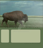 The American Bison