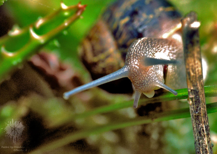 Garden Snail 4