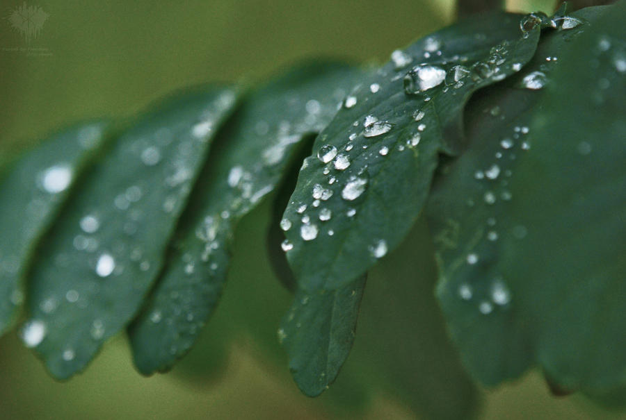 Raindrops on a Leaf .iii