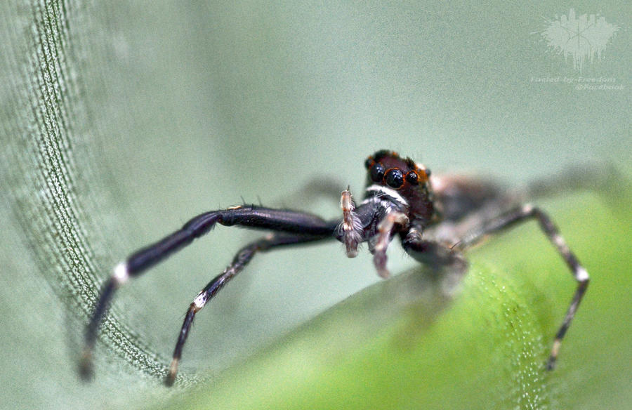 Charlie Insect Effect Charlie by ThatScalieThing on DeviantArt