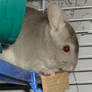 Beige Chinchilla