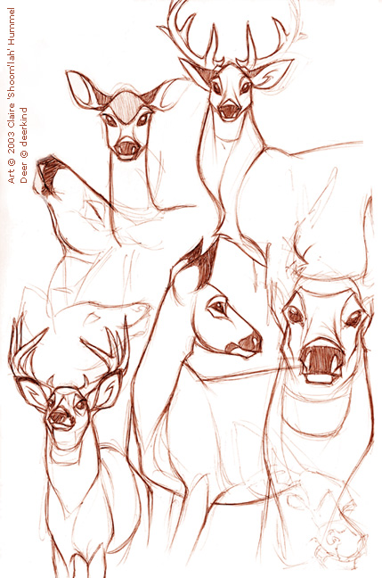 Deer studies