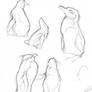 Precursor to Penguin Procre-