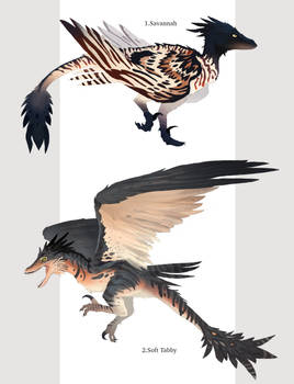 Winged raptor adoptables v3. (closed!) 010