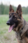 German shepherd by Indycola