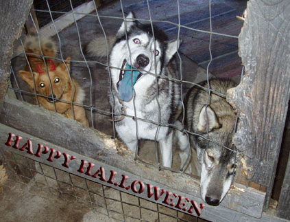 Halloween dogs