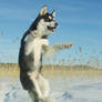 Huskies can fly