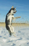 Huskies can fly by Chazar