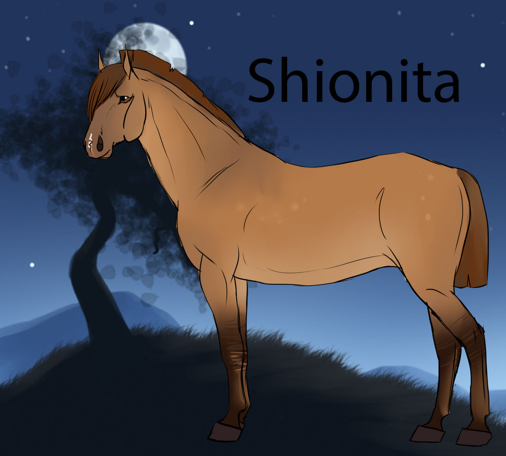 908 JK's Shionita