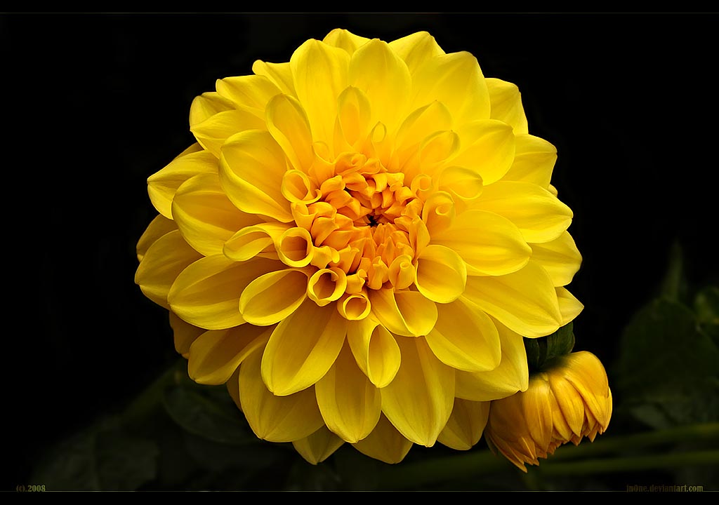 Yellow Dahlia