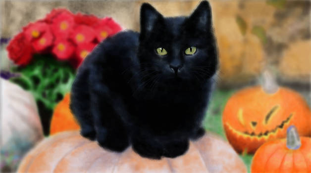 Pumpkin Cat