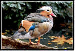 Mandarin Duck by jevigar