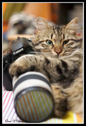 Cats Love Canon