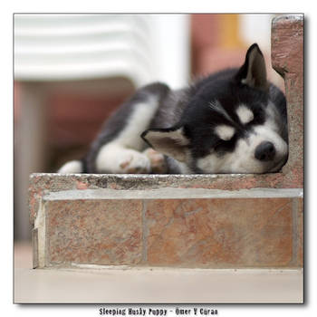 Sleeping Husky Puppy