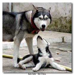 Husky Family