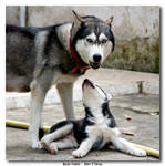 Husky Family by jevigar