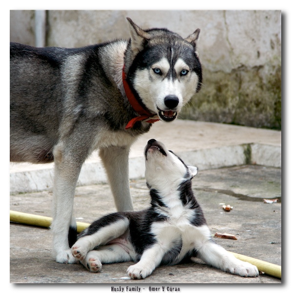 Husky Family