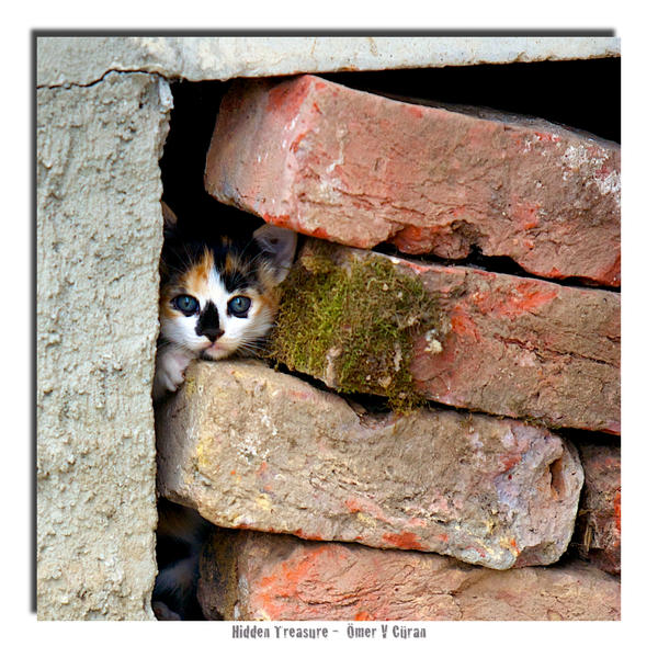 Hidden Treasure by jevigar