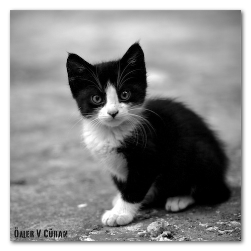 Stray Cats in Istanbul - I