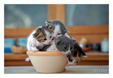 One More Cup of Kitten