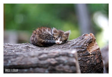 Stray Cats in Istanbul - II