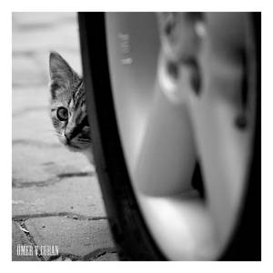 Stray Cats in Istanbul - III