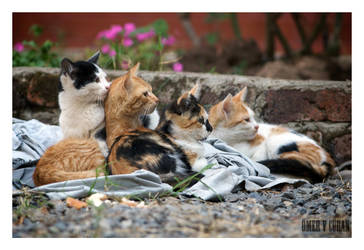 Stray Cats in Istanbul - V by jevigar