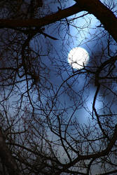 Trees and Moon - 3545