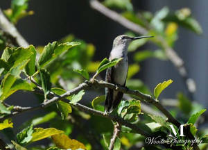 Humming bird