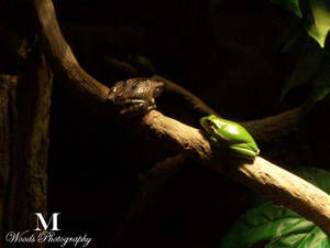 Frogs -Older Pic