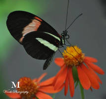 Butterflies in May