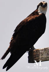 Va Ferry-Sea Hawk