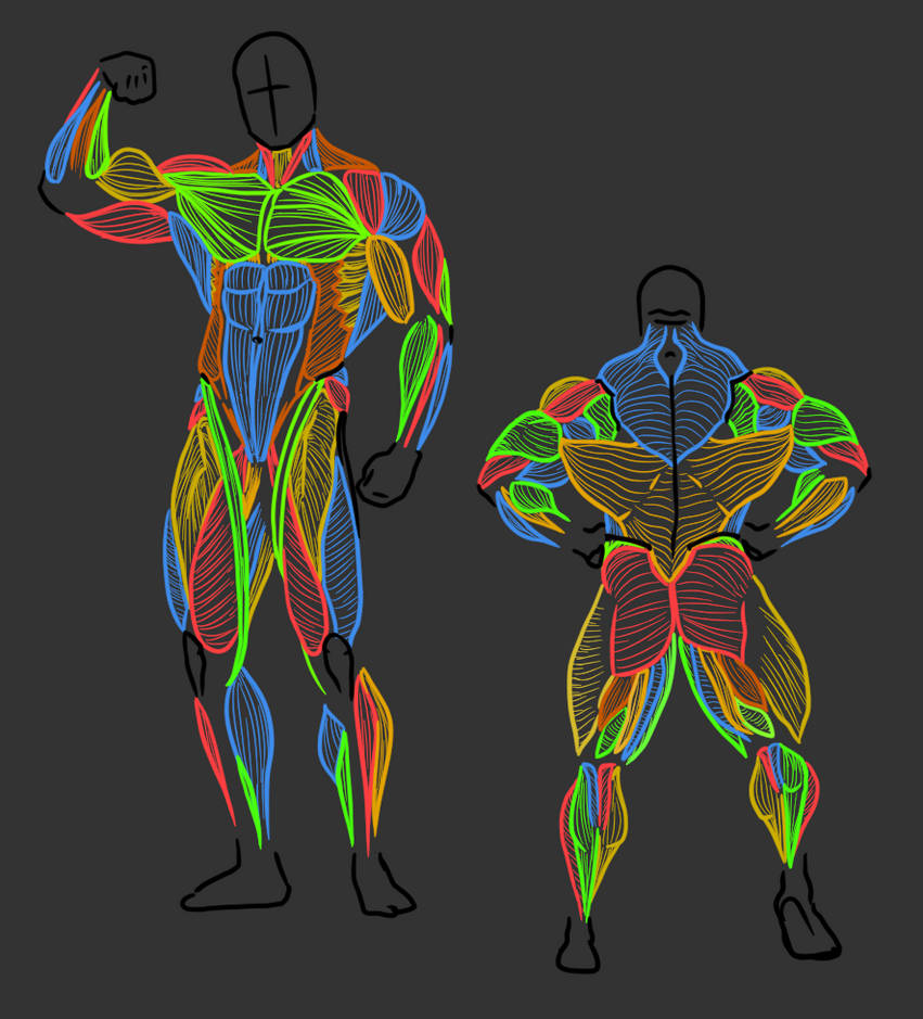 Muscle Anatomy Study by Prestere on DeviantArt
