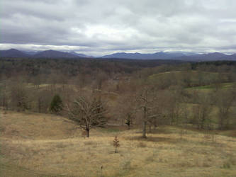 Rolling Hills of Forest