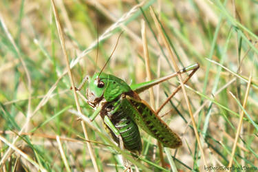 Grasshopper