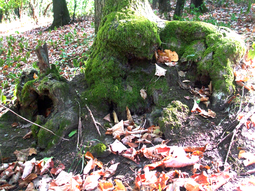 House under the moss...