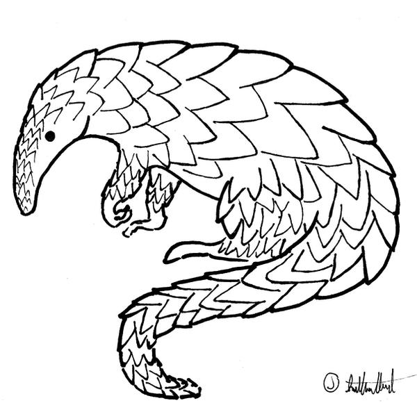 Pangolin Drawing by qazse1 on DeviantArt