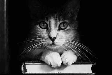 Book Cat