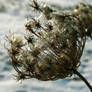 Queen Anne's Lace