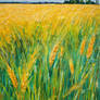 Windblown wheat field