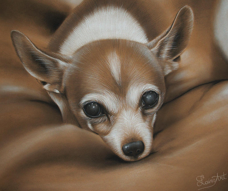 Eric's Chihuahua - Charcoal Commission by secrets-of-the-pen
