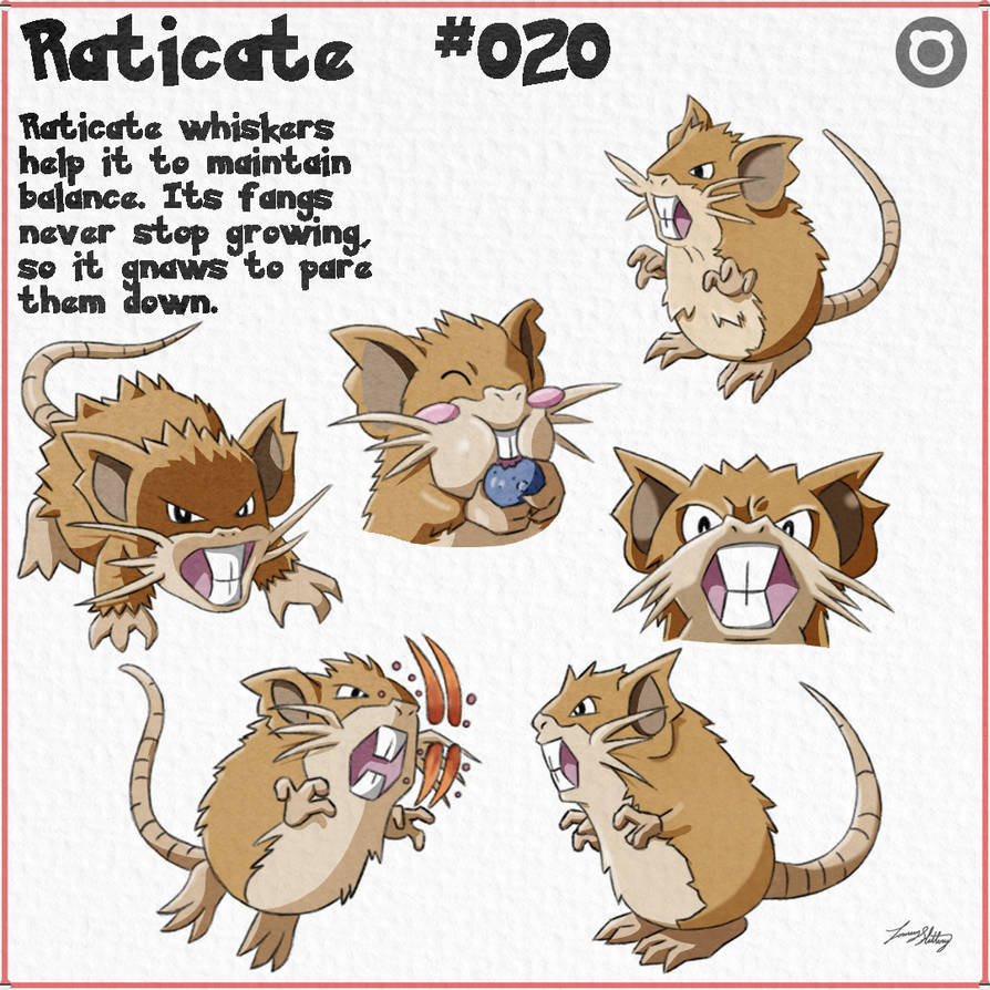 Pokemon 020 Raticate by Tommy-Slattery on DeviantArt