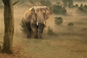 African Elephant