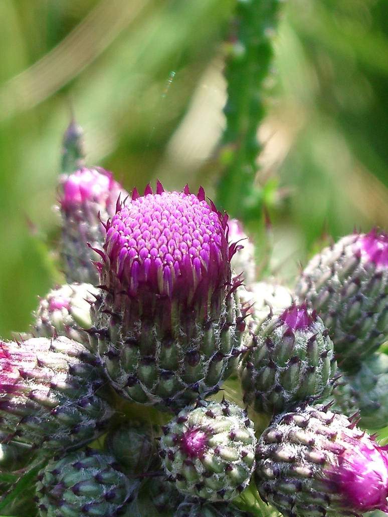 Distel by Fenris137 on DeviantArt