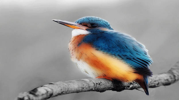 Colorfull Bird