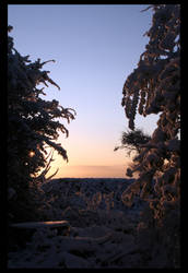 Snow Morning