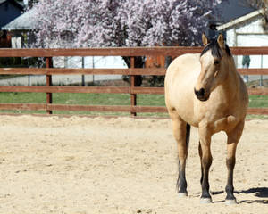 Buckskin