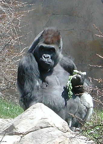 Lunchtime With The Gorillas