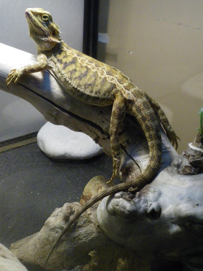 Swapped Lizard Lizard WIP by HobbyHeART on DeviantArt