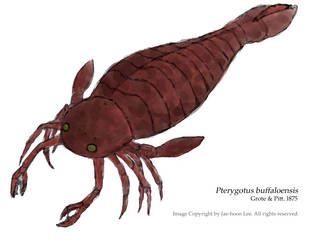 Pterygotus buffaloensis